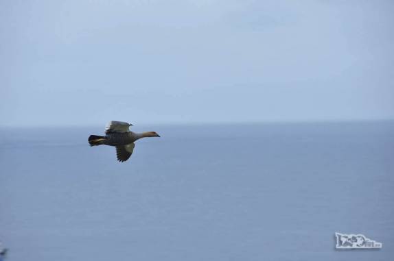 Um kelp goose voa em Steeple Jason, no noroeste das Ilhas Malvinas